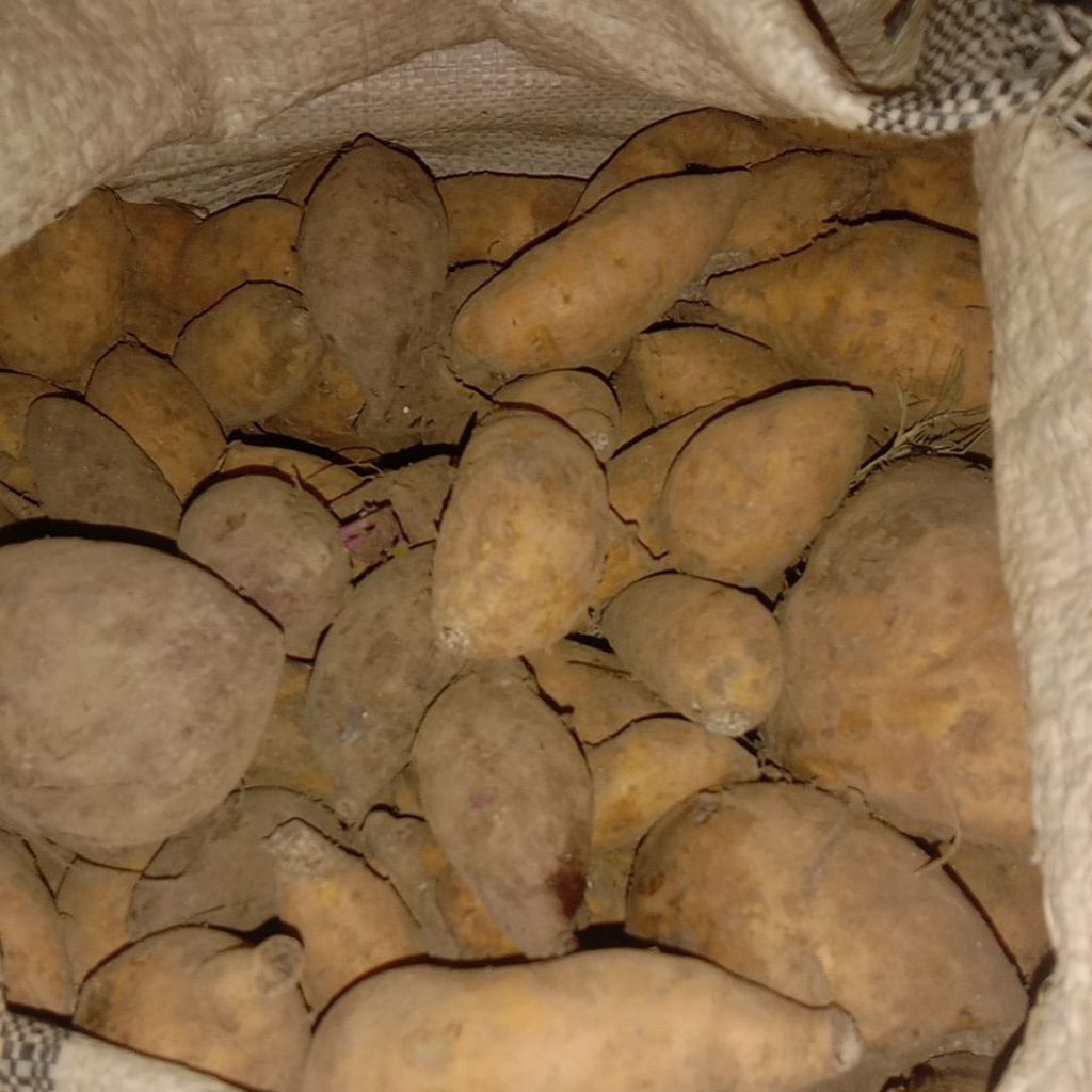 

tela rambat 1kg ubi jalar ketela rambat