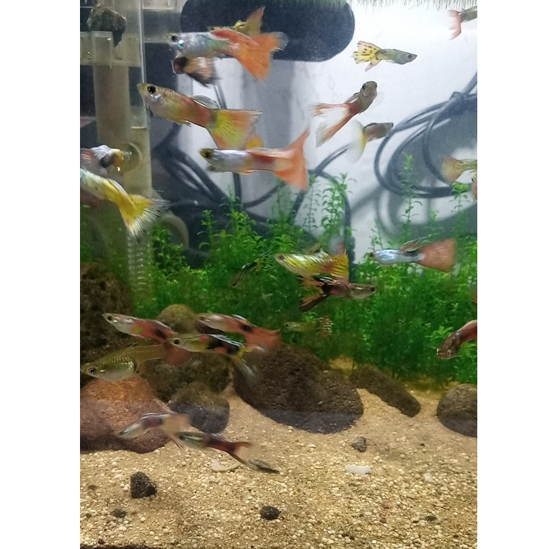 ikan gopi gapi guppy Warna Warni (ikan cantik warna warni penghias akuarium aquascape)