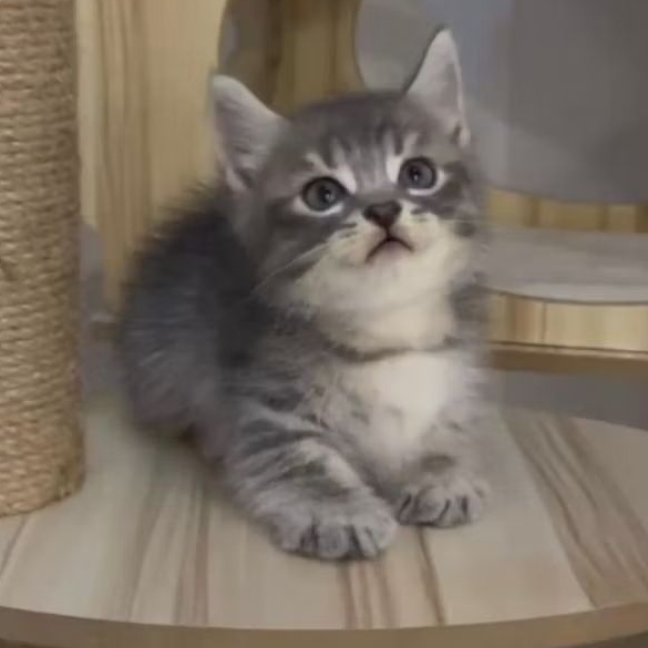 anak kucing bsh munchkin jantan blue taby | kitten bsh munchkin jantan lucu