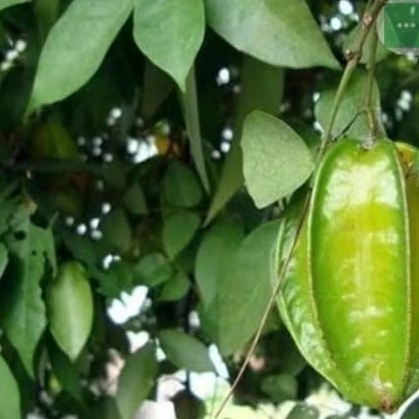 

Promo daun belimbing segar, daun herbal kaya manfaat diambil saat order masuk per 200 gr