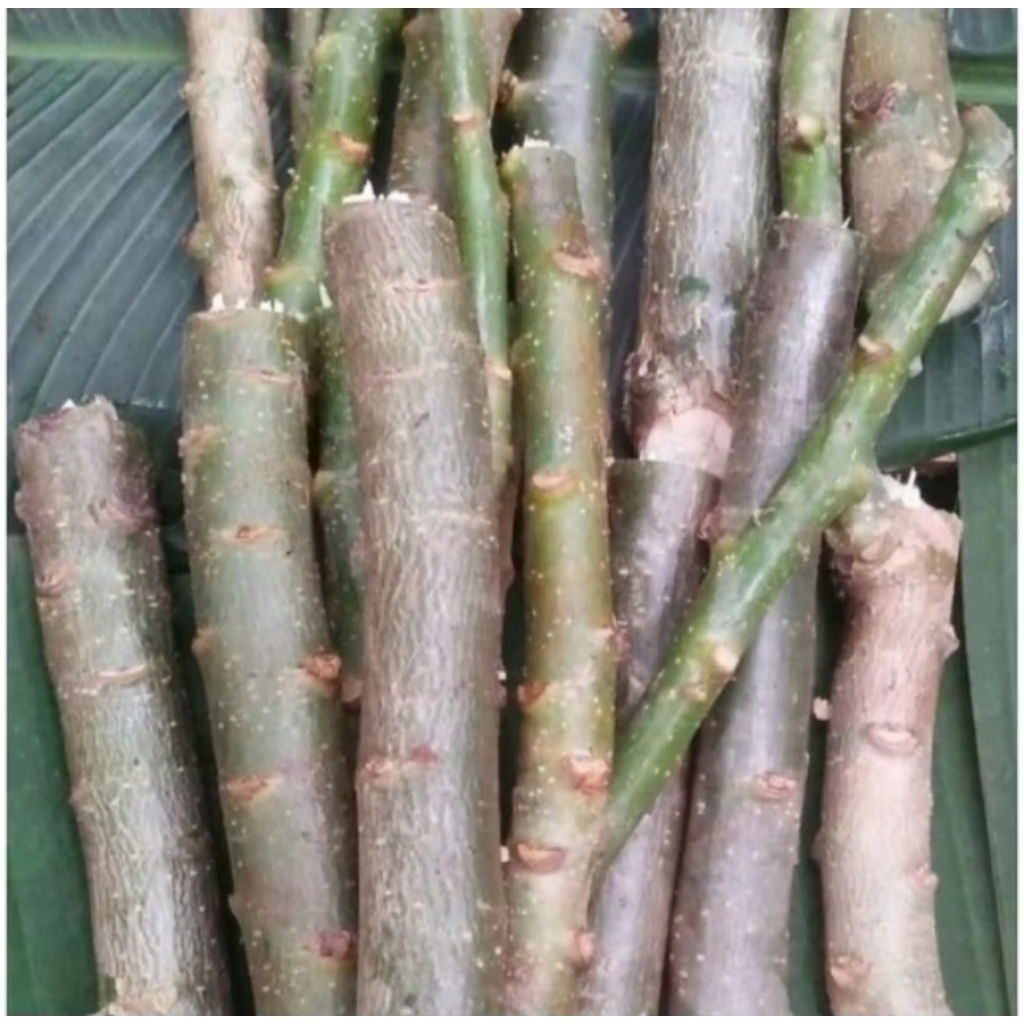 Stek batang pohon jarak pagar herbal