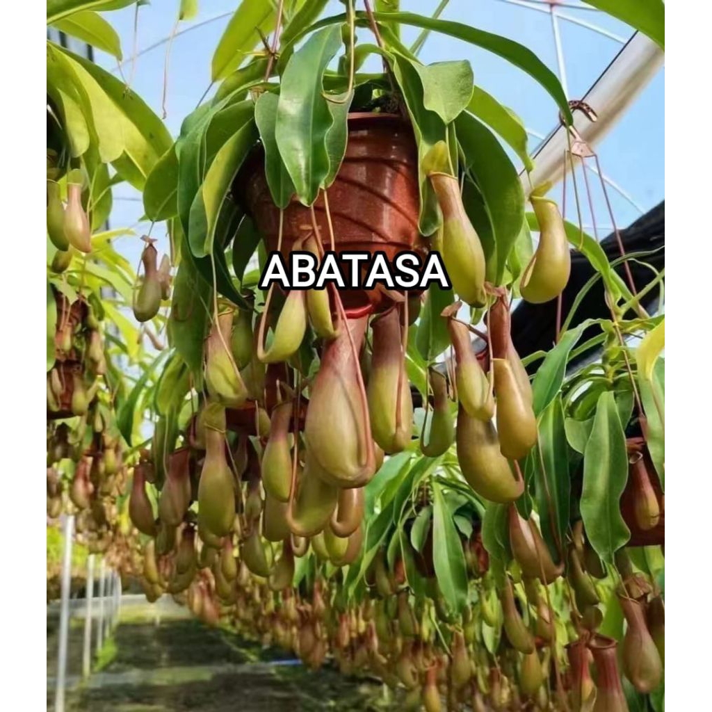 KANTONG SEMAR TANAMAN HIAS KARNIVORA