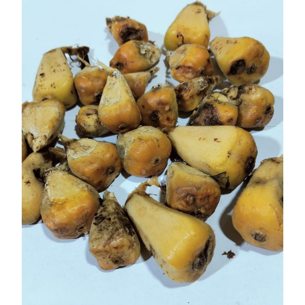 

Asam Cikala Medan Segar / Asem Cekala Patikala Sihala Fresh