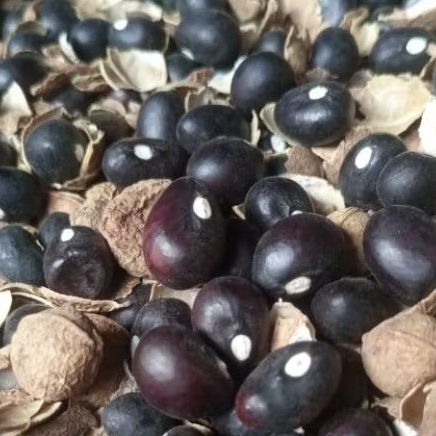 

biji kacang bogor kering 500 biji bahan olah / tanam
