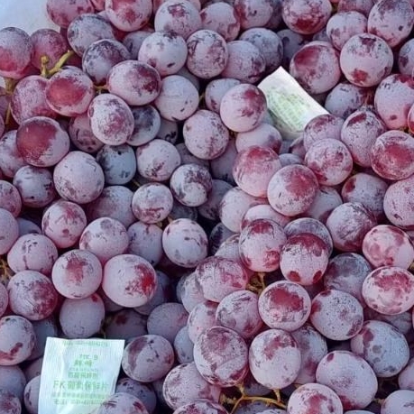 

Anggur Merah Obral Murah Manis Segar