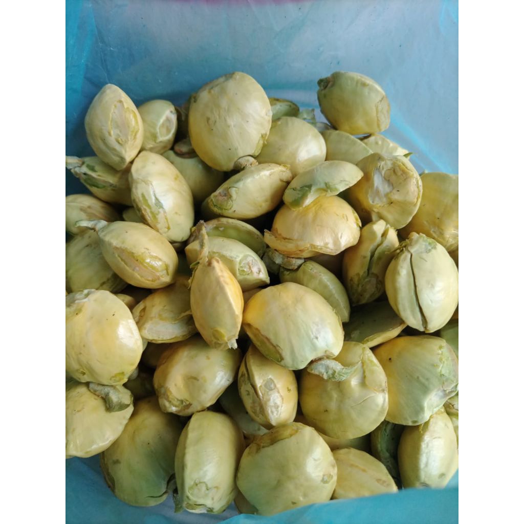 

Jengkol Tua Fresh 1Kg – Cocok Untuk Semur, Balado, Sambal, Masakan Rumahan