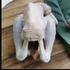 

Ayam pejantan - 8 ons (berat hidup)