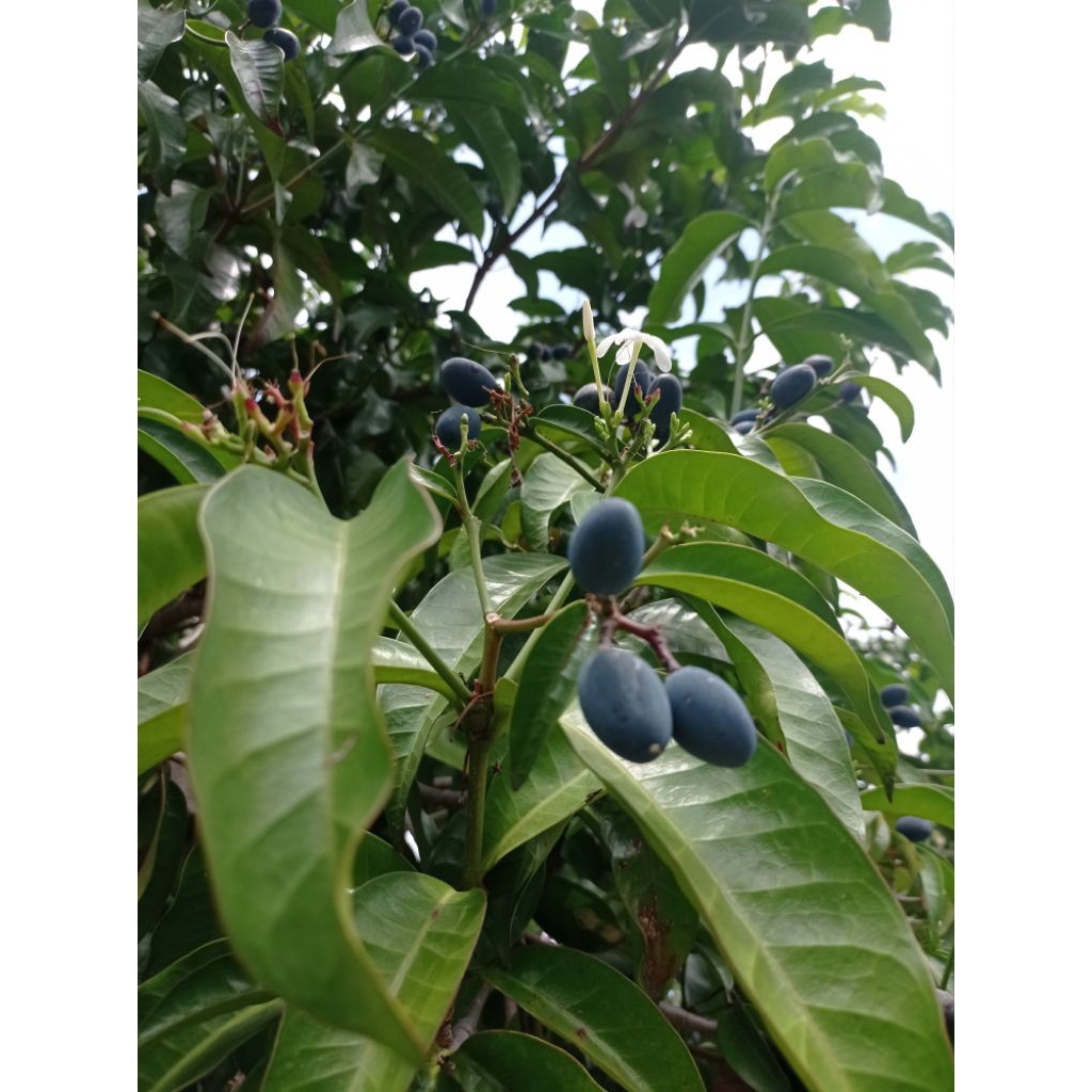 

buah pronojiwo fresh 15 biji