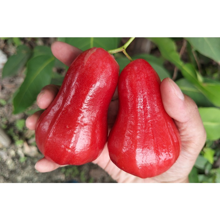 

Tanaman Jambu Citra BERBUNGA BATANG BESAR