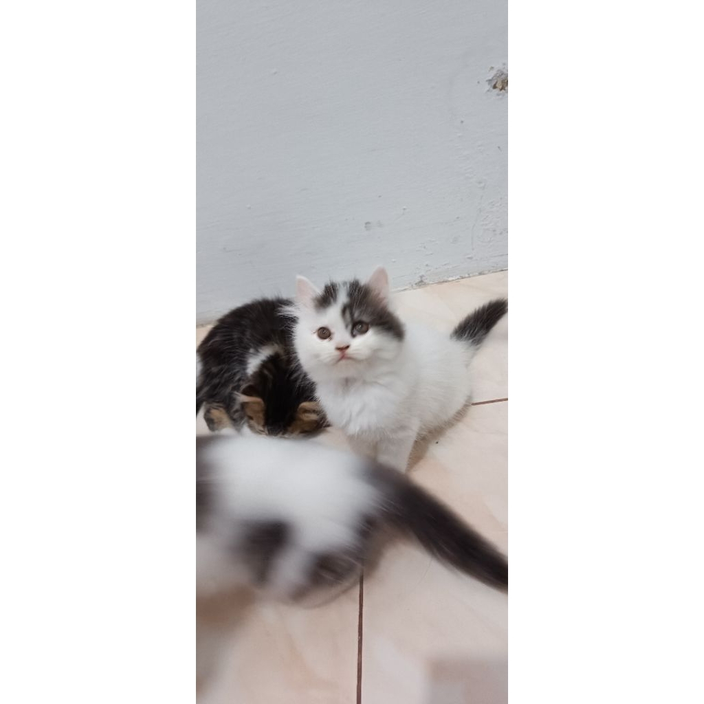 kucing Persia 2 bulanan /calico jantan