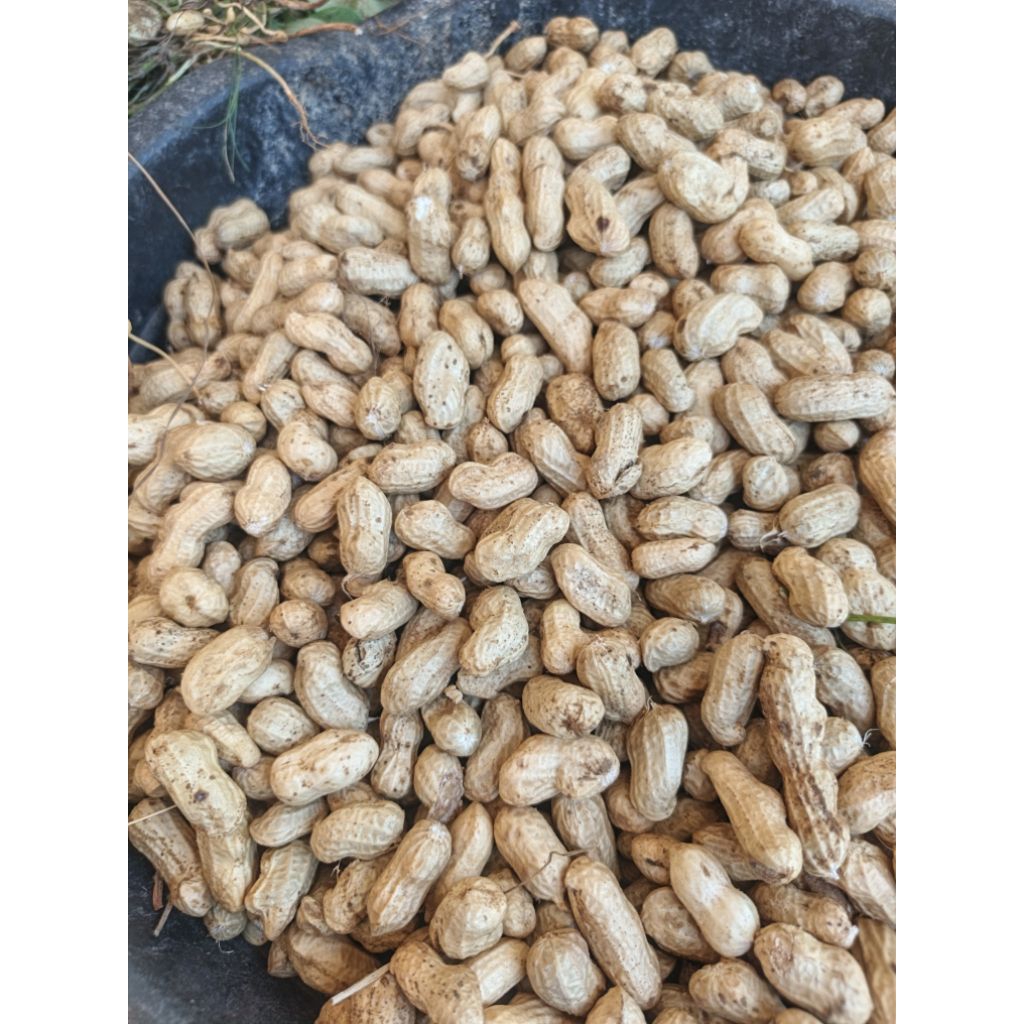 

kacang muda basah 1kg. cocok untuk di rebus buat cemilan