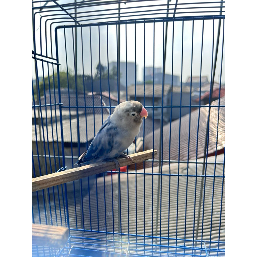 lovebird-BlueSeries