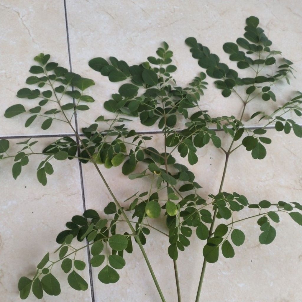 

DAUN KELOR ASLI