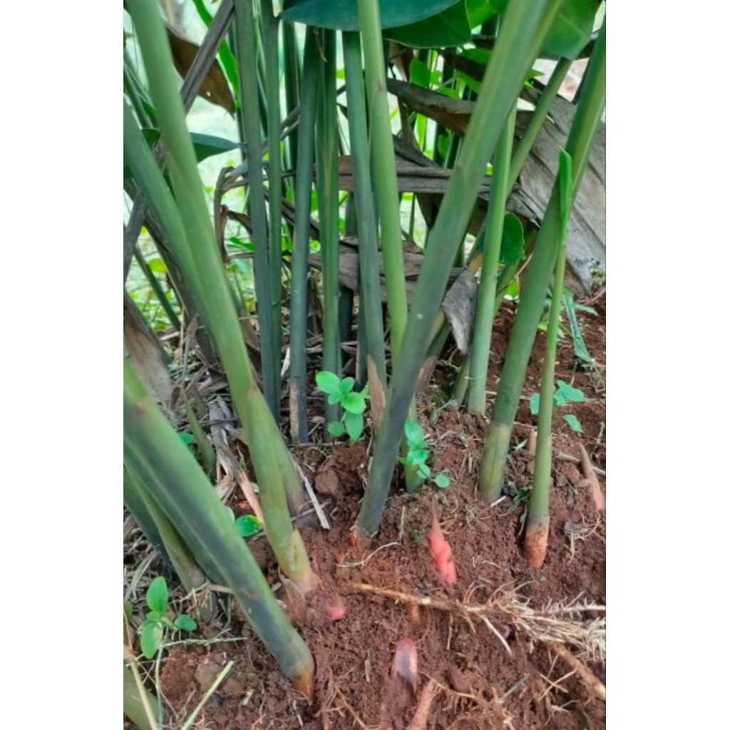 bibit lengkuas/bibit laja/bibit tanaman lengkuas bumbu  masakan