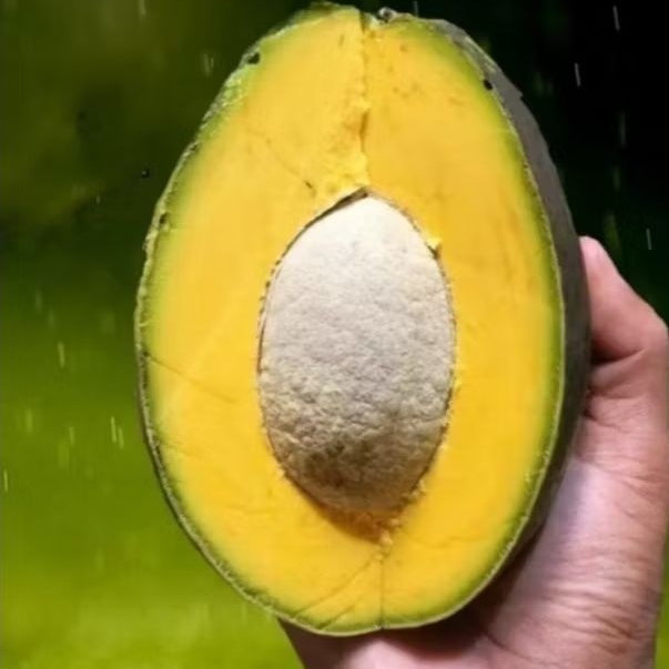 

Promo sis !! alpukat mentega 1 kg fresh isi 5 dan 6 buah