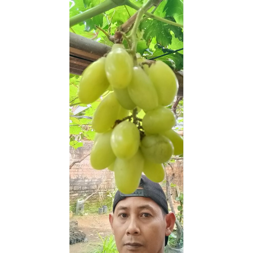 bibit anggur Dixon