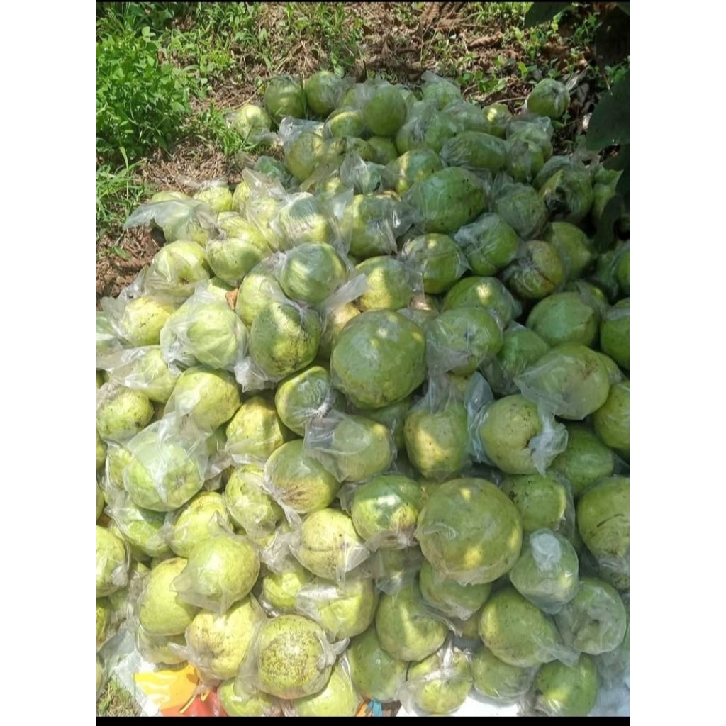 

Jambu kristal 1 kg