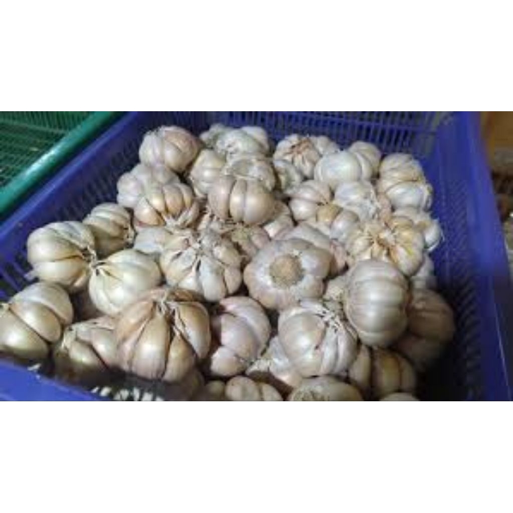 

bawang putih 1kg