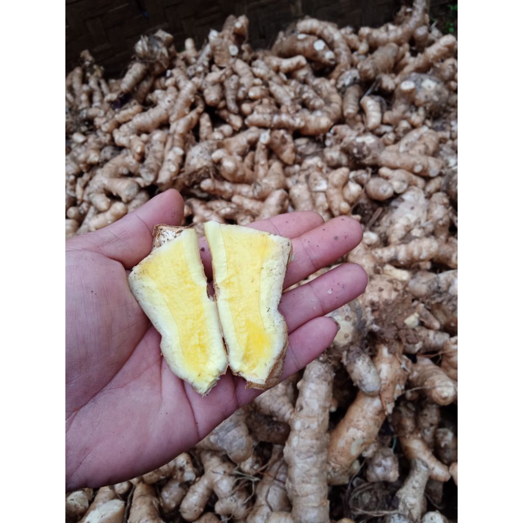 

TEMU MANGGA SEGAR,BERSIH KEMASAN 1 KG