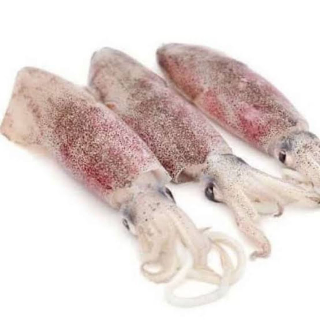 

Cumi Cumi Fresh (Seafood Segar)