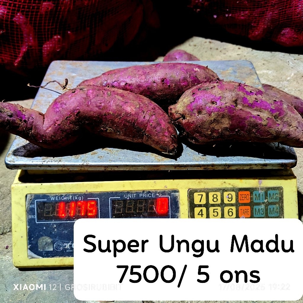 

Jumbo 500 gram Ubi Madu Ungu Mentah Tua fresh 1 kg isi 2-5 kaya anti oksidan cegah kanker