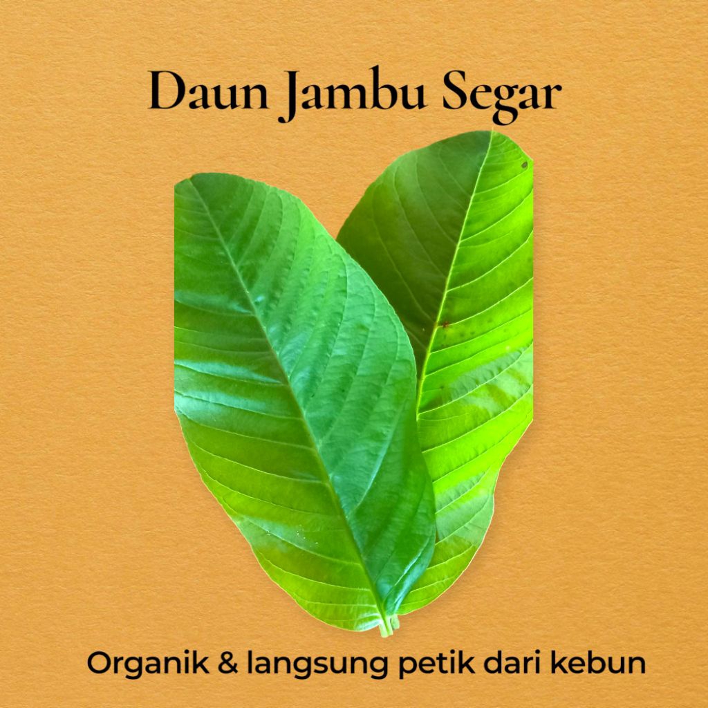 

Daun Jambu Biji Segar | Langsung Petik dari Kebun