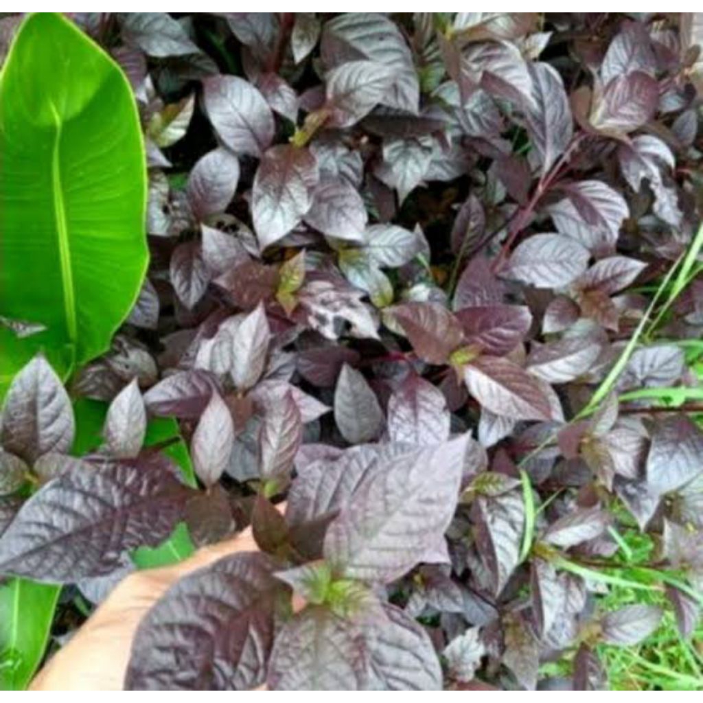 

daun ungu obat ambeyen/1kg 17