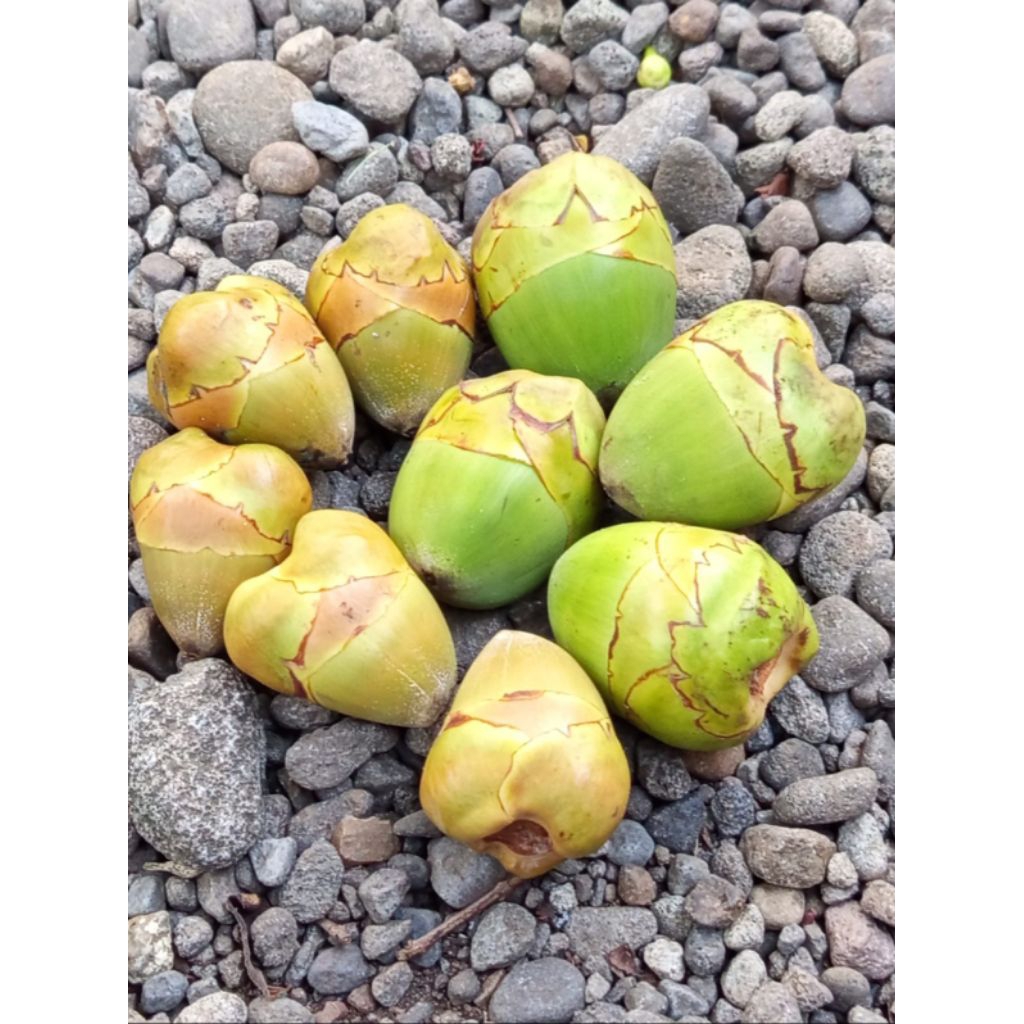 

Beluluk Kelapa Tembuluk Buah Kelapa Pentil Kondisi Segar