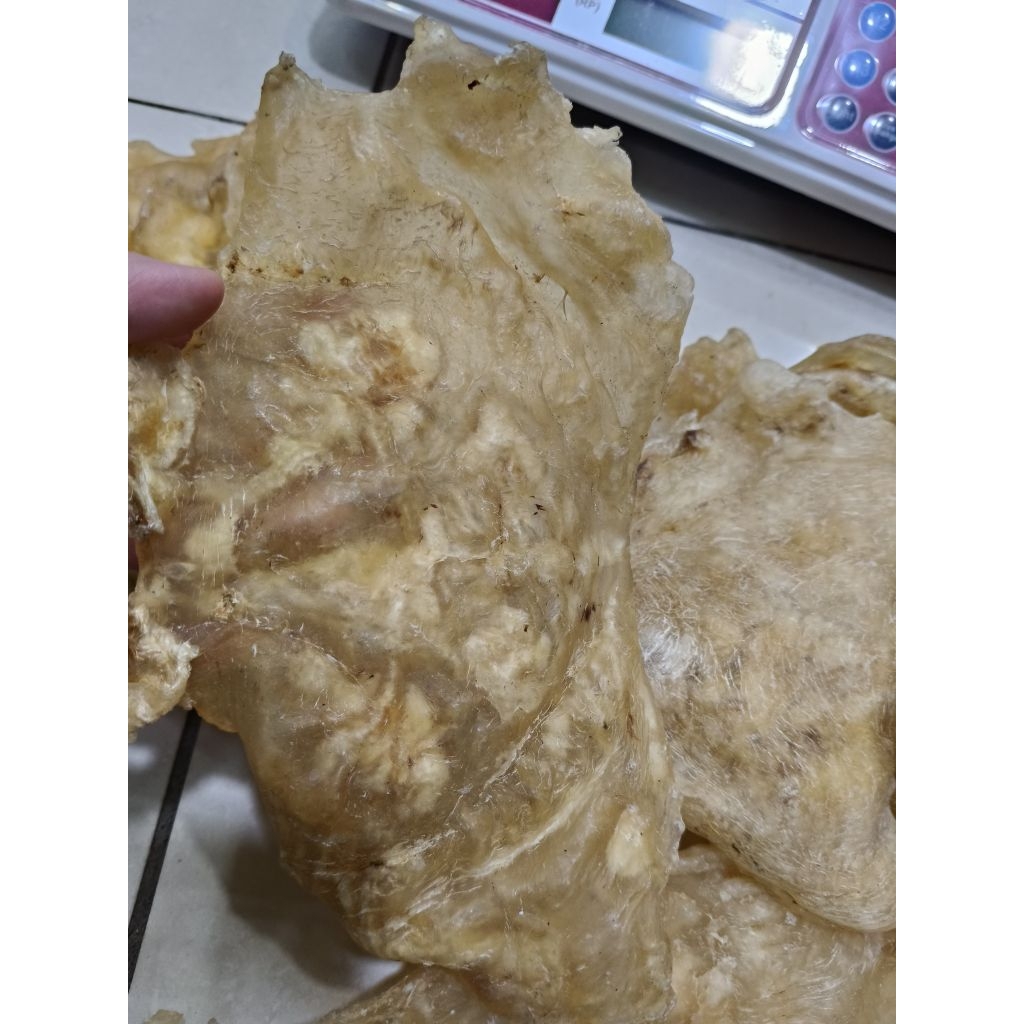 perut ikan kerapu/gelembung kerapu/ hupio