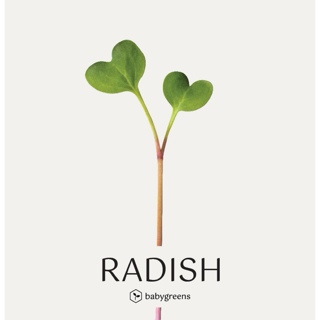 

[BABYGREENS] Radish Microgreens - 30 gr