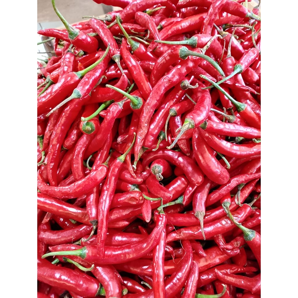 

cabe merah besar segar