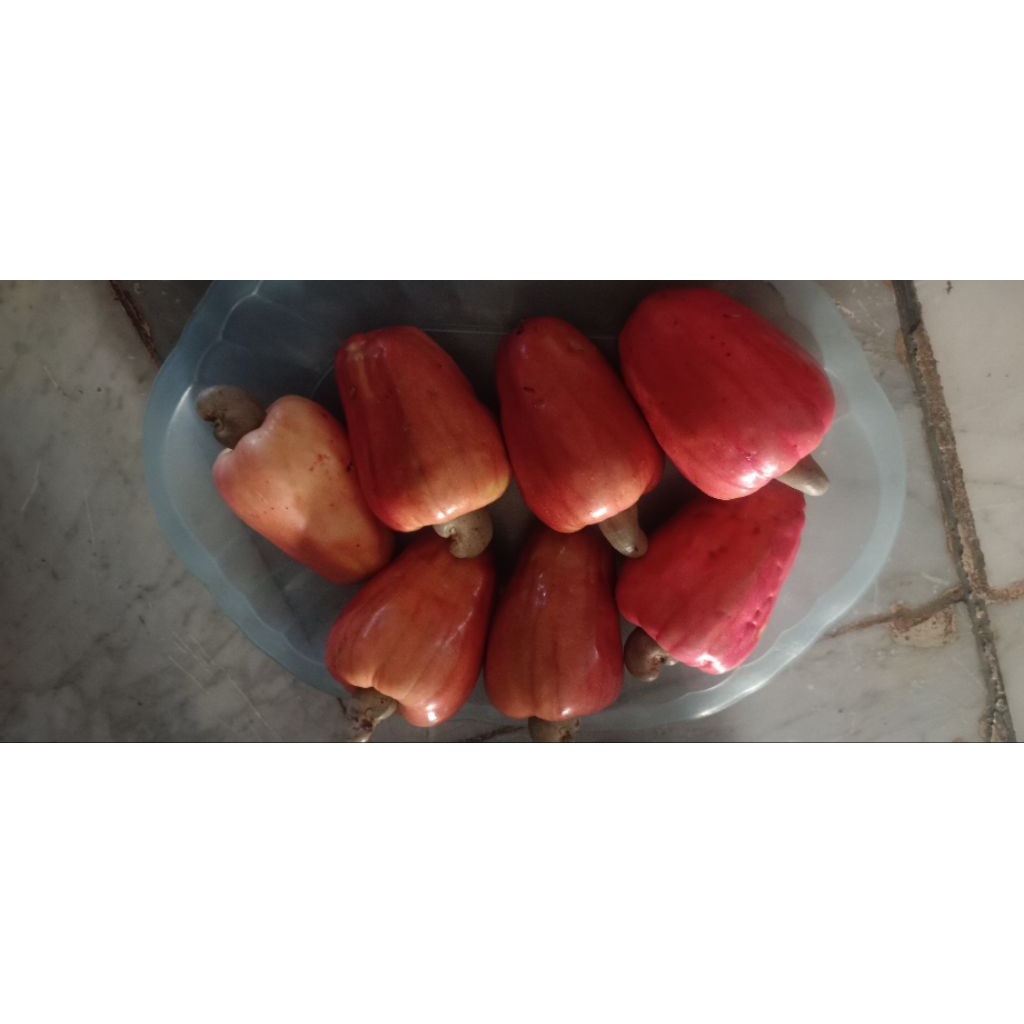 

jambu monyet/jambu mente/jambu mede