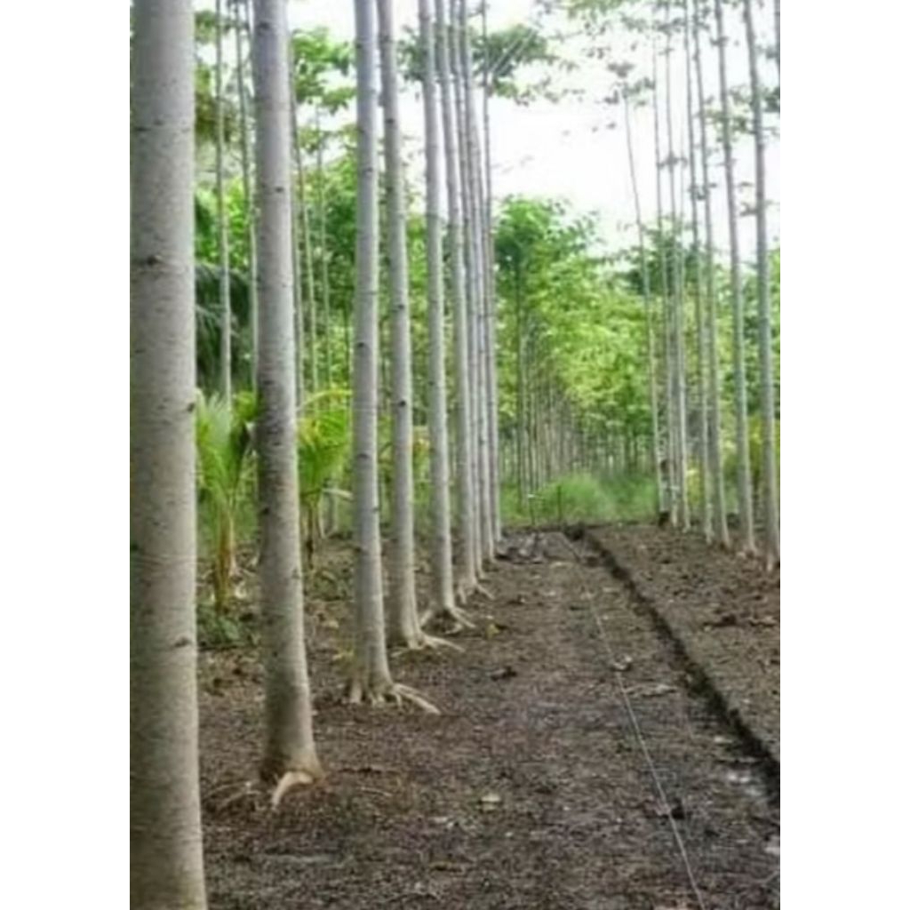 

biji sengon laut super