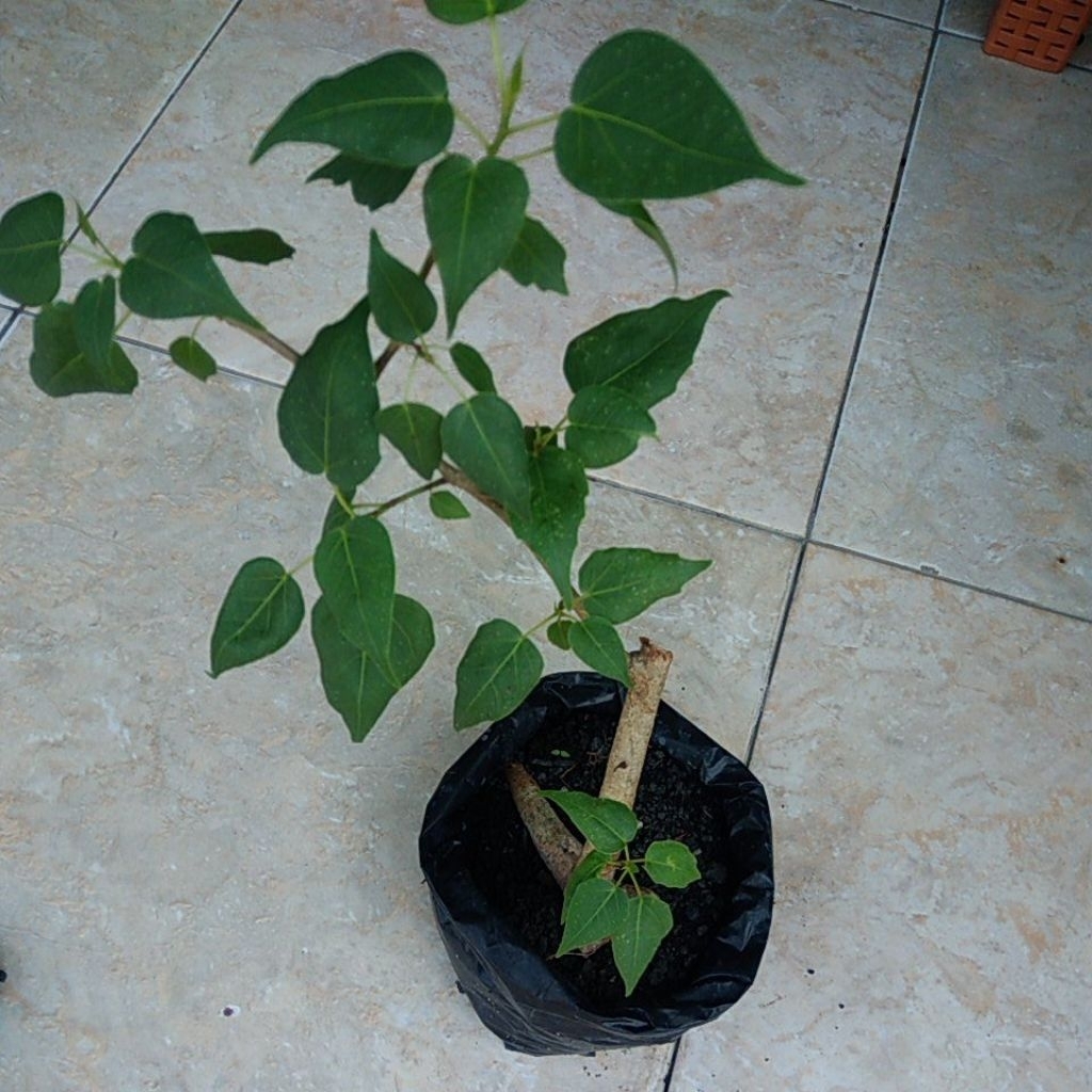 Bahan Bonsai Ficus Bodhi | siap diprogram