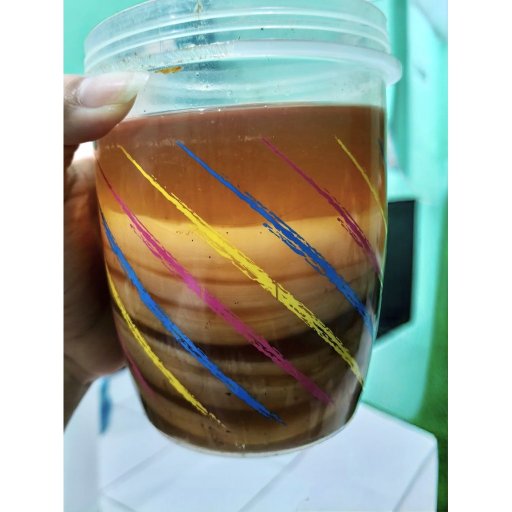 

Scoby + Starter Kombucha