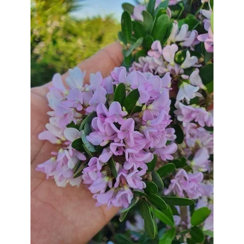 Saeng Simbur Bunga Pink