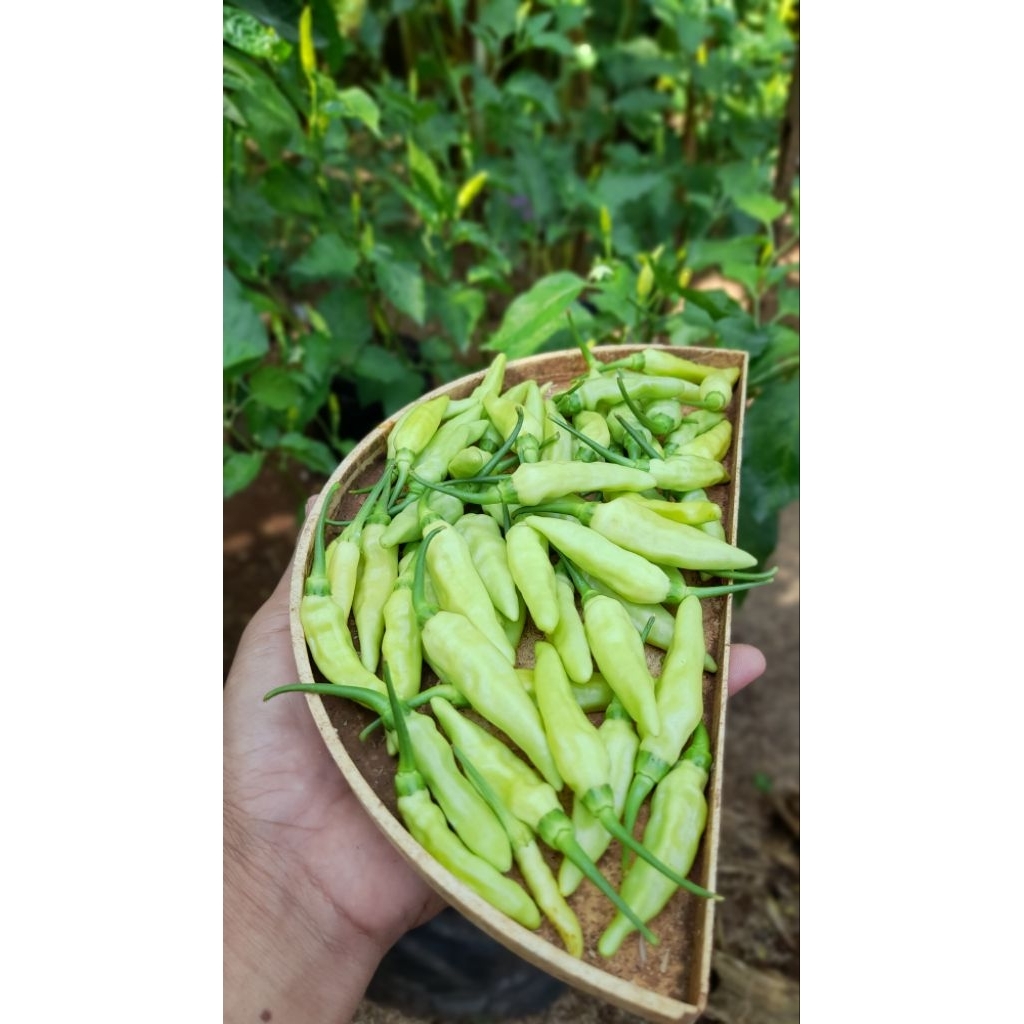 

cabai rawit langsung dari pohon