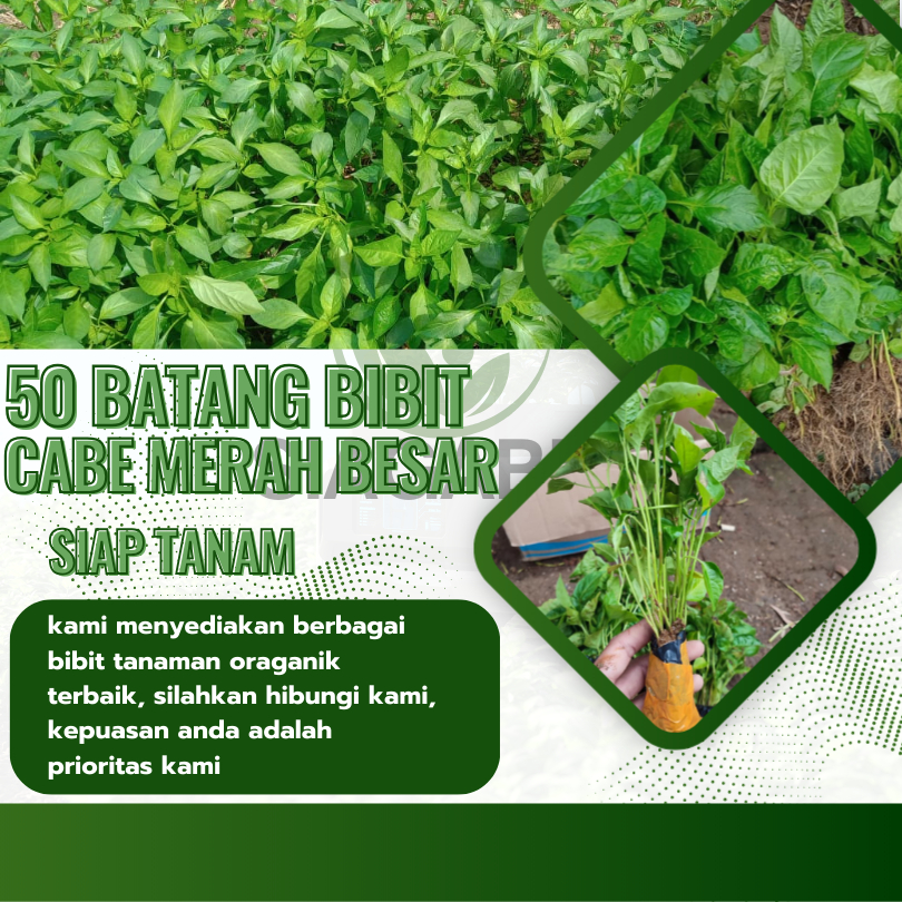 50 Batang Bibit Cabe Merah Besar Siap Tanam