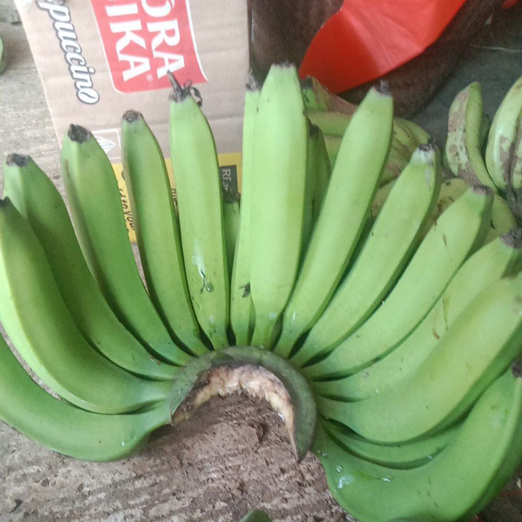 

pisang ambon 5