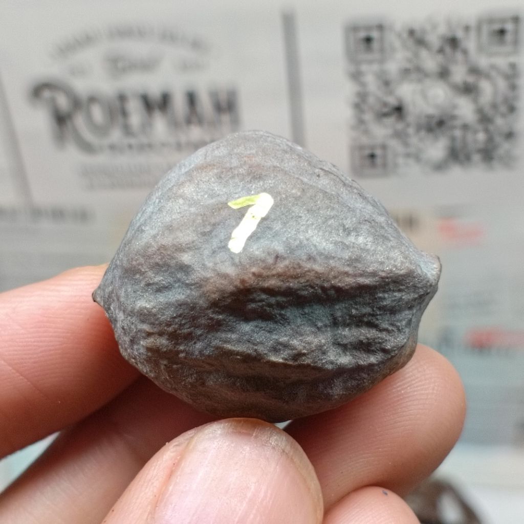 Muncang Adu A Mayit Domba kode 7