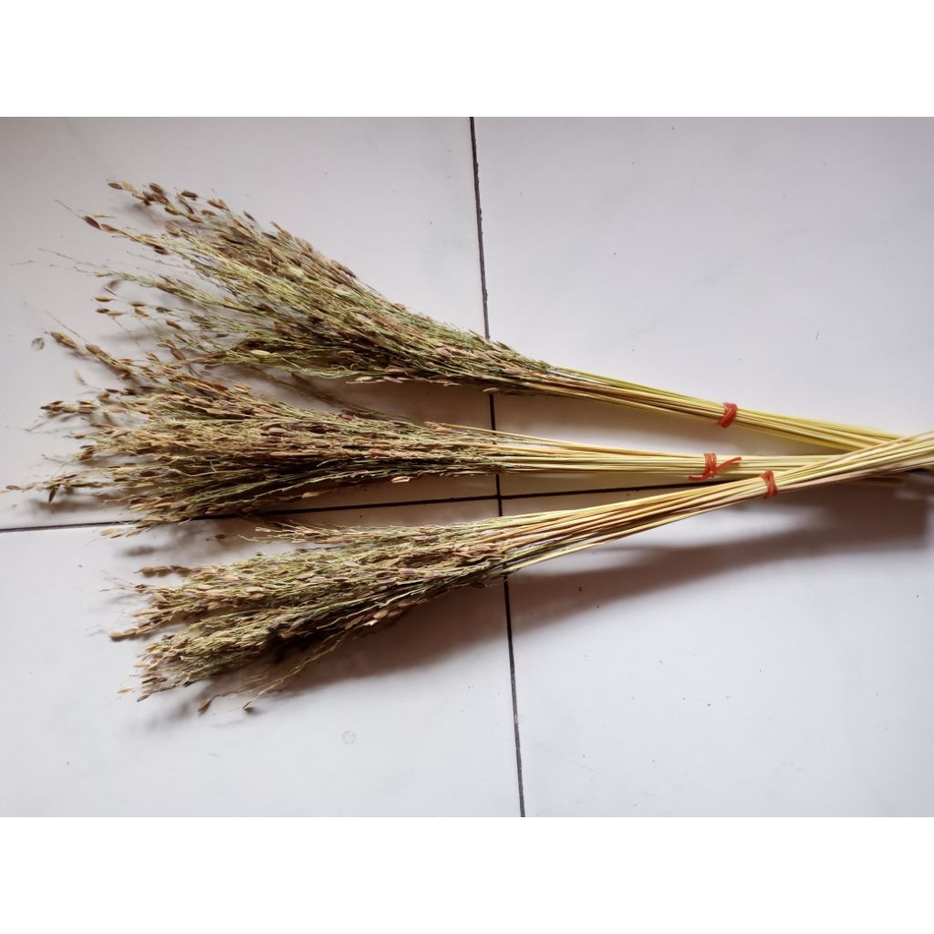 merang padi asli ketan hitam isi 25 batang