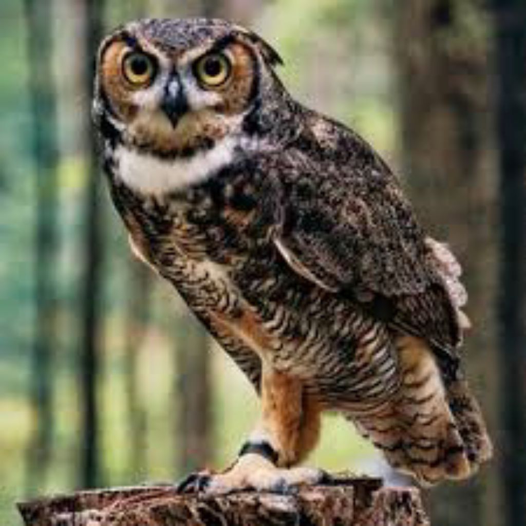 

telur owl/burung hantu fertil siap tetas