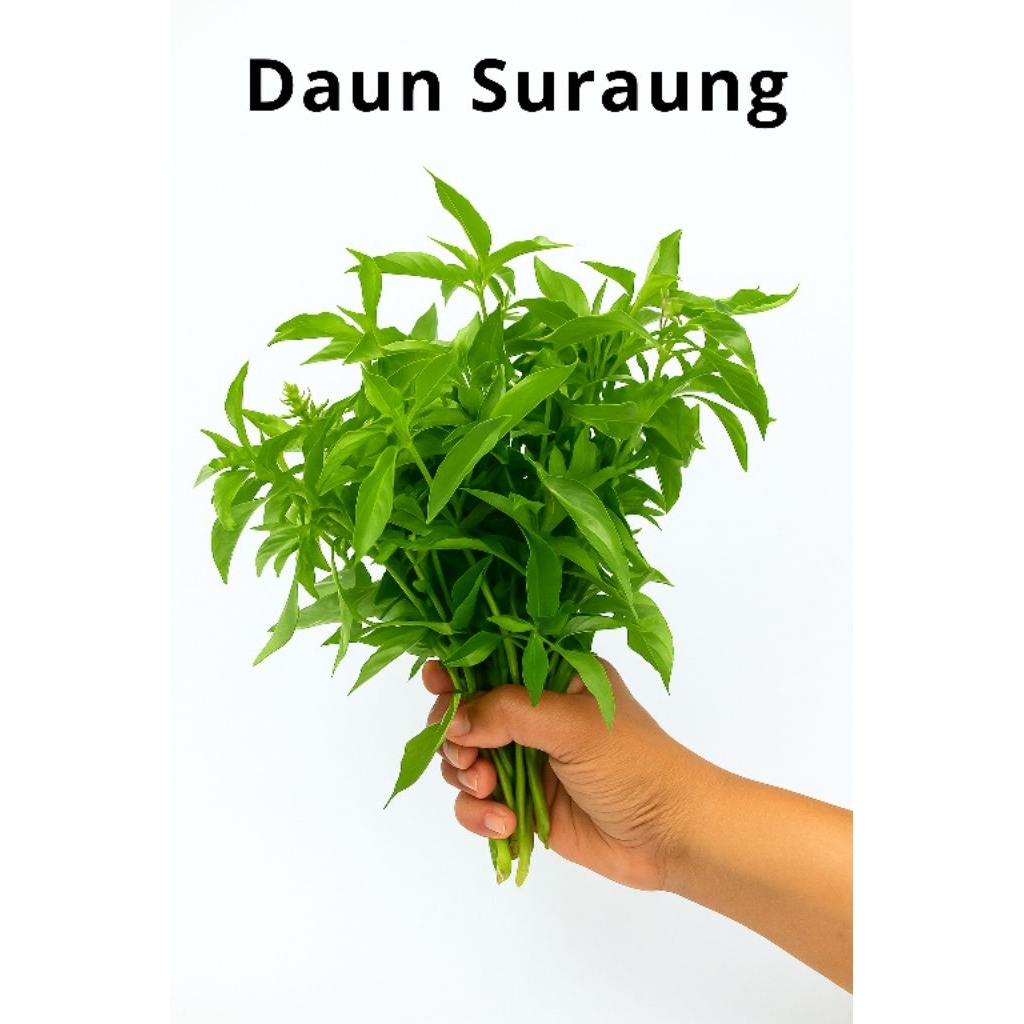 

Daun Suraung Segar Per Ikat – Bumbu Masakan Tradisional Aromatik