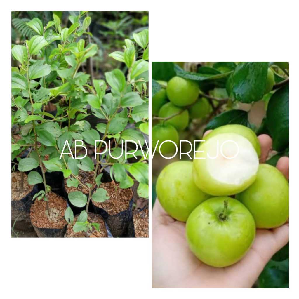 

Bibit tanaman Buah apel putsa - Apel Dataran Rendah - Bisa di pot