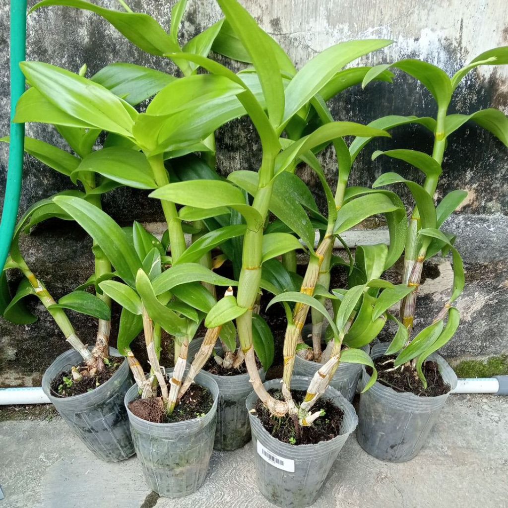 ANGGREK DENDROBIUM DEWASA SPIKE