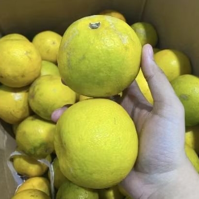 

Buah jeruk baby Java super bagus untuk baby 1 kg