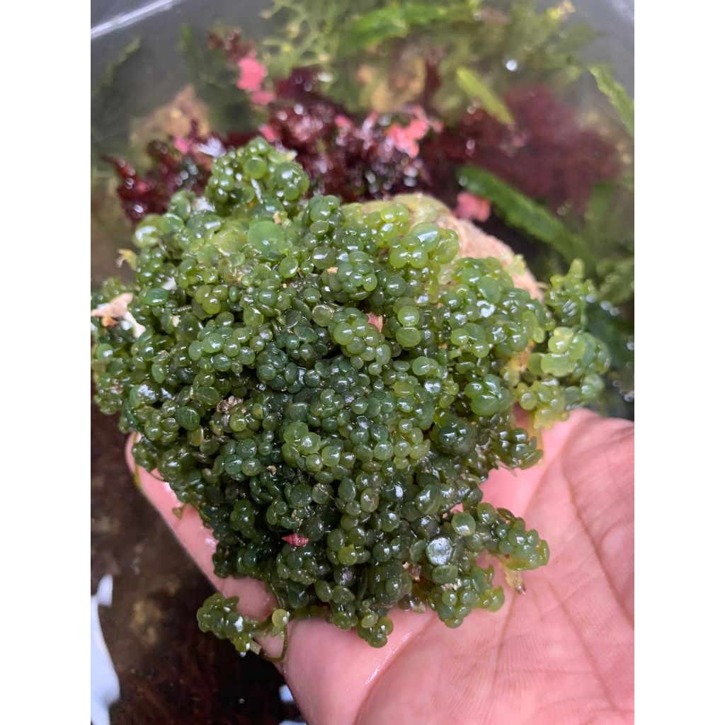 Macroalgae / Macro Algae Anggur Laut / Angguran