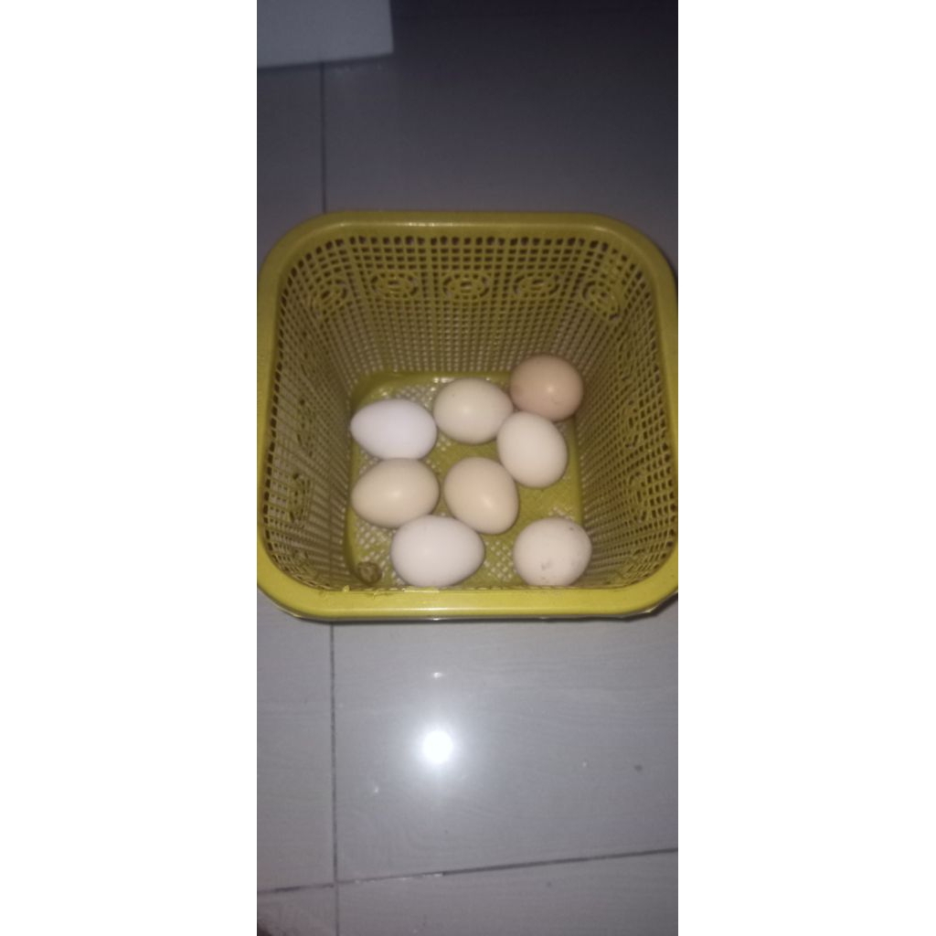 

Telur Fertil Ayam Kampung KUA ( KUB 2 X Australorp)