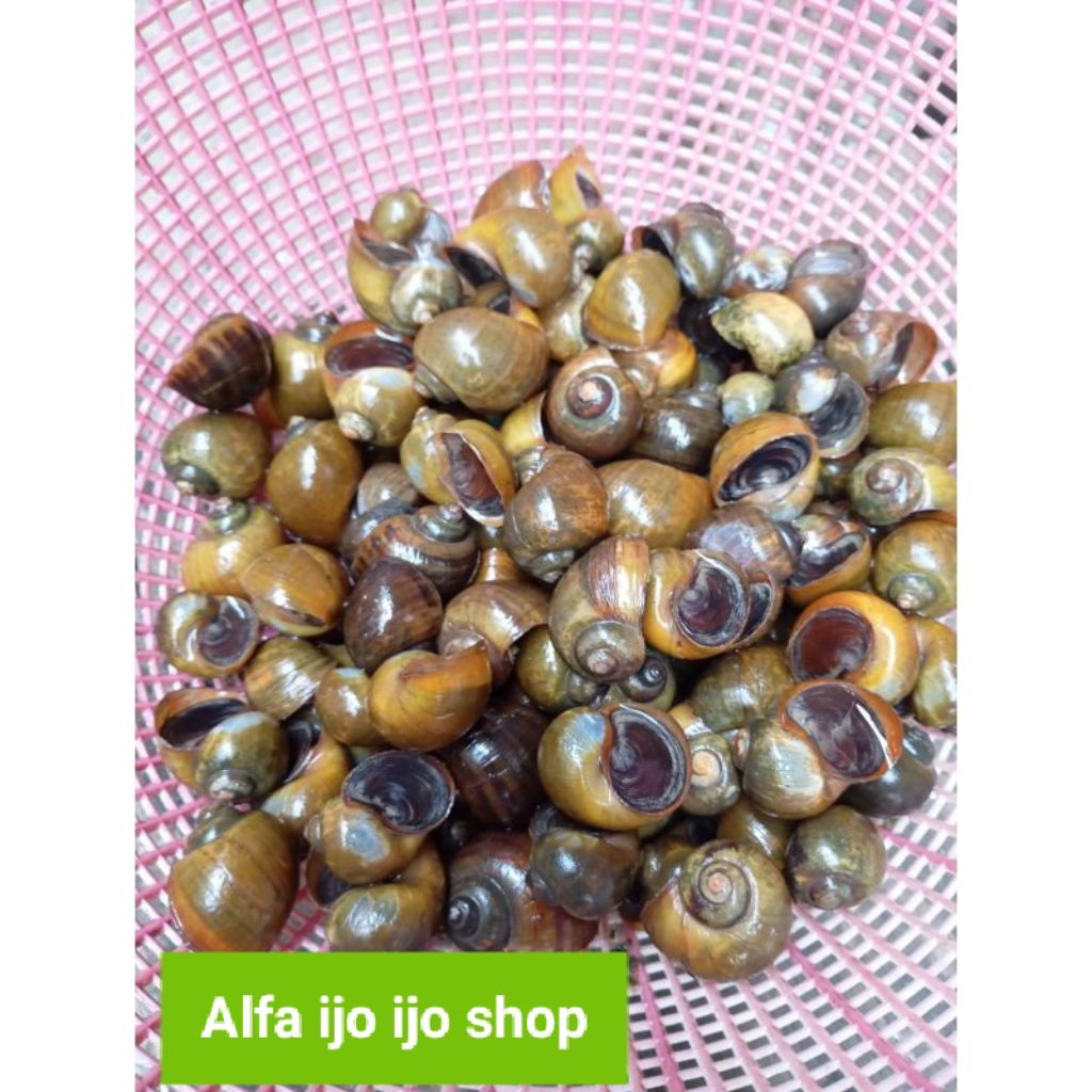 

keong emas / keong sawah segar hidup 1kg