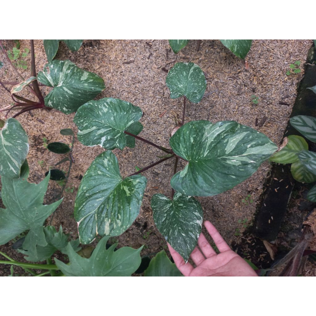 Tanaman Hias Homalomena Variegata / Homa  Thai Constallation pink /Homa pink stardust